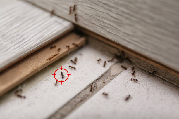 Best Affordable Pest Control Services  in Paw Paw Lake, MI